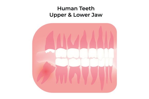 Download Human Teeth Upper and Lower Jaw Design - Design Collection