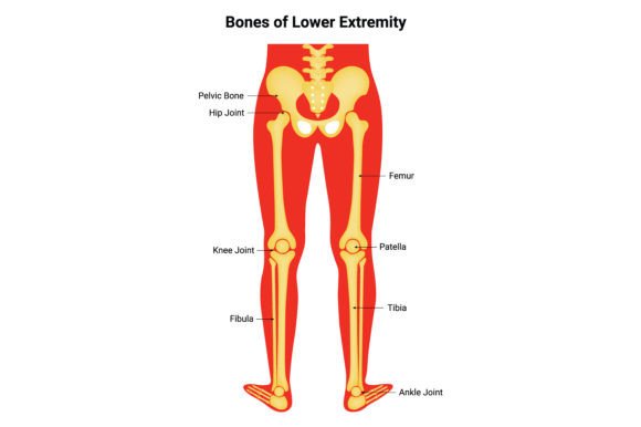 Download Bone of Lower Extremity Science Design - Design Collection